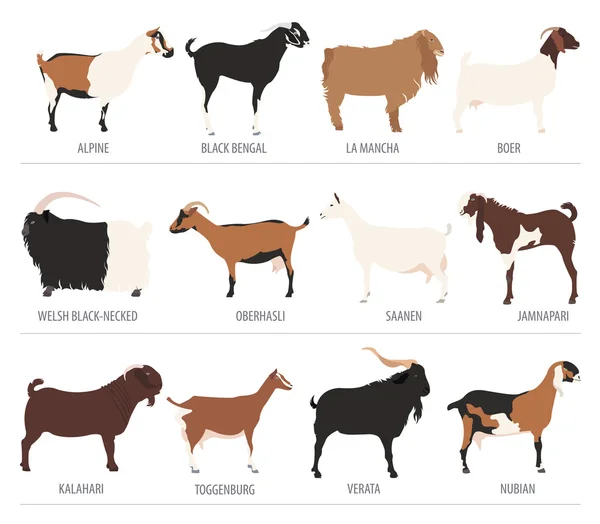Goat breeds icon set. Animal farming. Flat design — Stock vektor