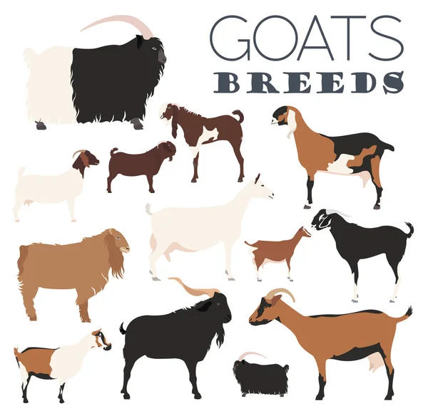 Goat breeds icon set. Animal farming. Flat design — ストックベクタ