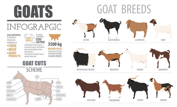 Kozy rasy infografikę szablonu. Hodowla zwierząt. Płaska konstrukcja — Wektor stockowy