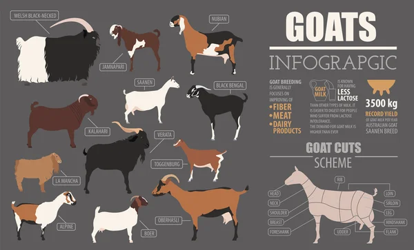 Kozy rasy infografikę szablonu. Hodowla zwierząt. Płaska konstrukcja — Wektor stockowy