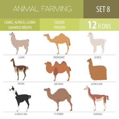 Deve, Lama, çok, alpaka doğurmak Icon set. Hayvan tarım