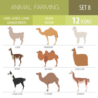 Camel, llama, guanaco, alpaca breeds icon set. Animal farming clipart