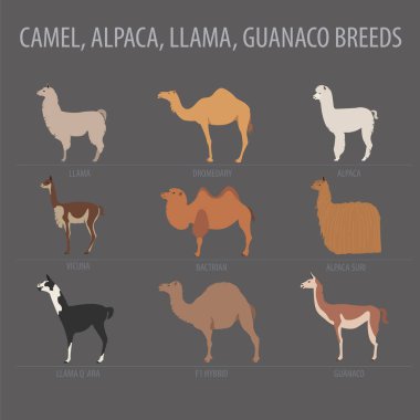 Deve, Lama, çok, alpaka doğurmak Icon set. Hayvan tarım