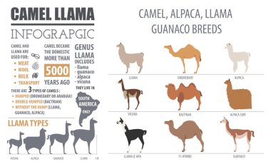 Deve, Lama, çok, alpaka doğurmak Infographic şablonu. Anim