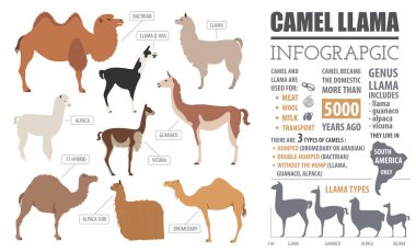 Deve, Lama, çok, alpaka doğurmak Infographic şablonu. Anim