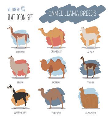 Deve, Lama, çok, alpaka doğurmak Icon set. Hayvan tarım