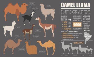 Camel, llama, guanaco, alpaca  breeds infographic template. Anim clipart