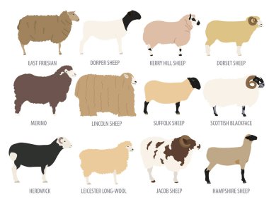 Koyun Icon set doğurmak. Çiftlik hayvanı. Düz tasarım