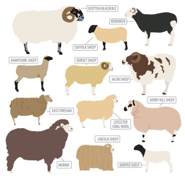 Koyun Icon set doğurmak. Çiftlik hayvanı. Düz tasarım