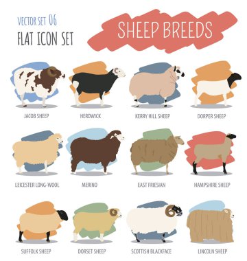 Koyun Icon set doğurmak. Çiftlik hayvanı. Düz tasarım