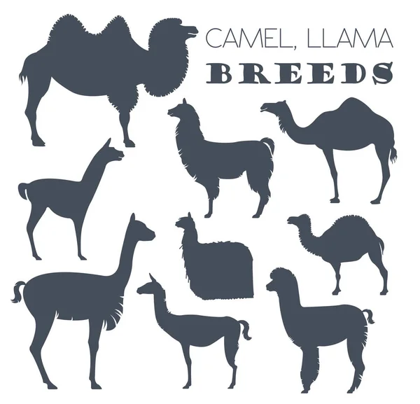 Kameel, Lama, guanaco, alpaca rassen pictogramserie. Dierlijke landbouw — Stockvector