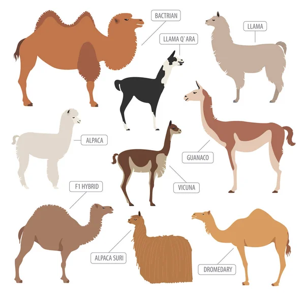 Kameel, Lama, guanaco, alpaca rassen pictogramserie. Dierlijke landbouw — Stockvector