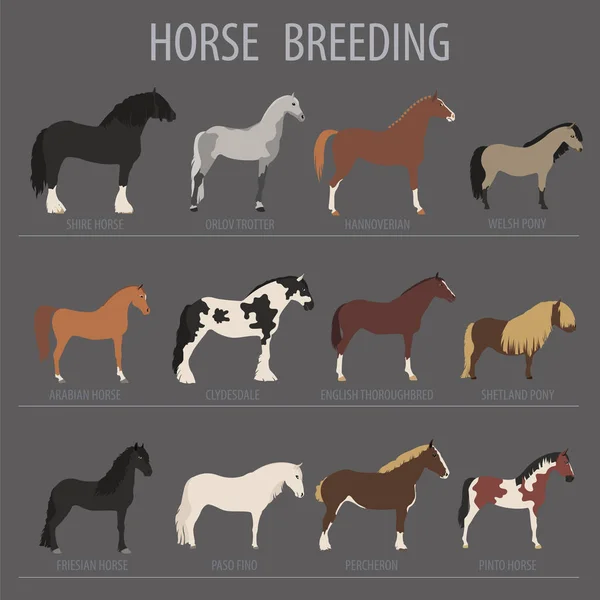 Horse breeding icon set. Farm animal. Flat design — Stock Vector