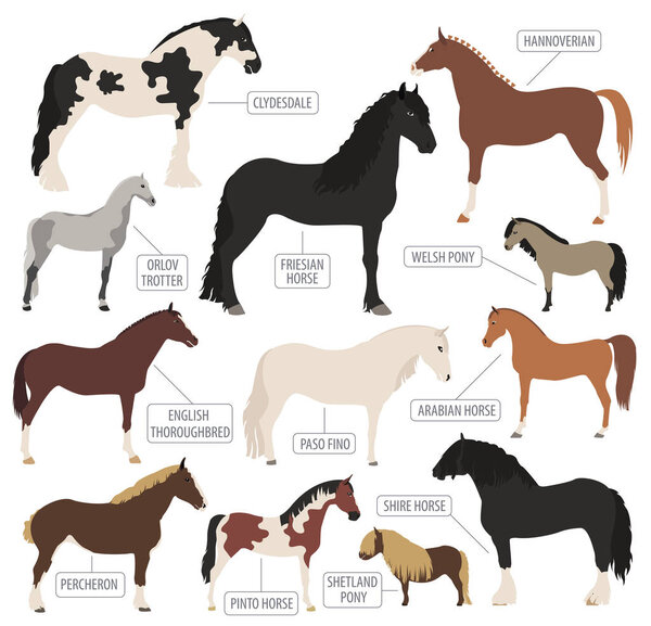 Набор икон для разведения лошадей. Фермерское животное. Плоский дизайн
