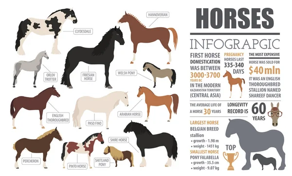 Horse breeding  infographic template. Farm animal. Flat design — Stock Vector