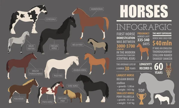 Infografik-Vorlage zur Pferdezucht. Nutztiere. flache Bauweise — Stockvektor