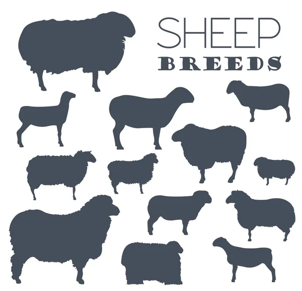 Sheep breed icon set. Farm animal. Flat design — Stock Vector