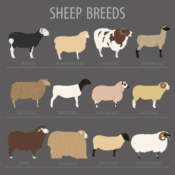 绵羊养殖图标集。农场动物。平面设计 — 图库矢量图片