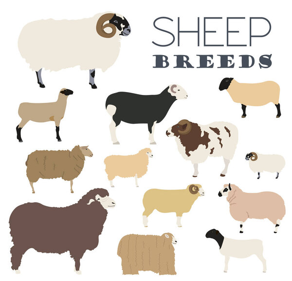 Sheep breed icon set. Farm animal. Flat design