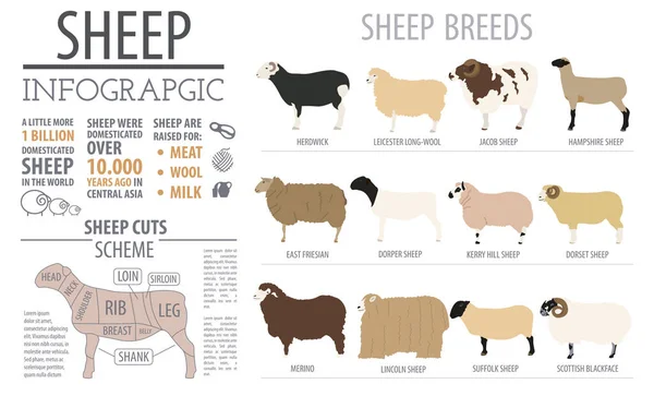 Modelo de infográfico de raça ovina. Animal de quinta. Projeto plano — Vetor de Stock