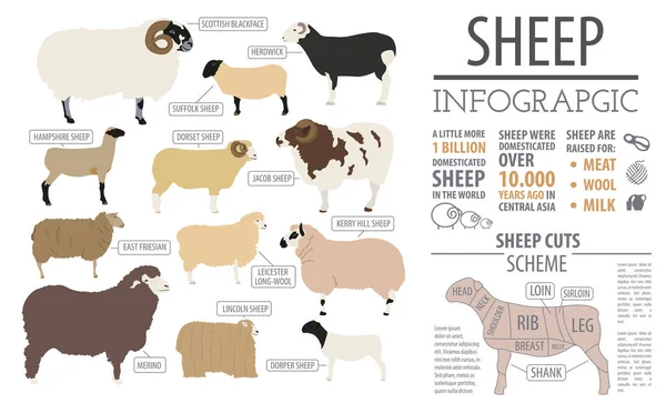 Plantilla infográfica de raza ovina. Animal de granja. Diseño plano — Archivo Imágenes Vectoriales