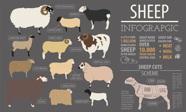 Koyun ırkı Infographic şablonu. Çiftlik hayvanı. Düz tasarım — Stok Vektör