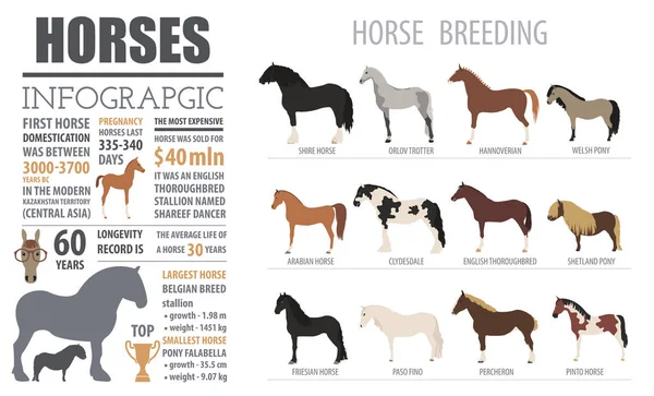Plantilla infográfica de cría de caballos. Animal de granja. Diseño plano — Vector de stock