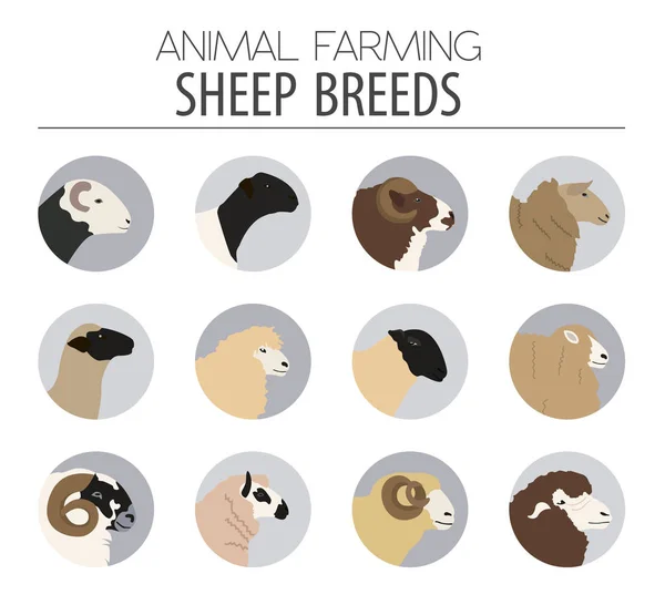 Sheep breed icon set. Farm animal. Flat design — Stock Vector