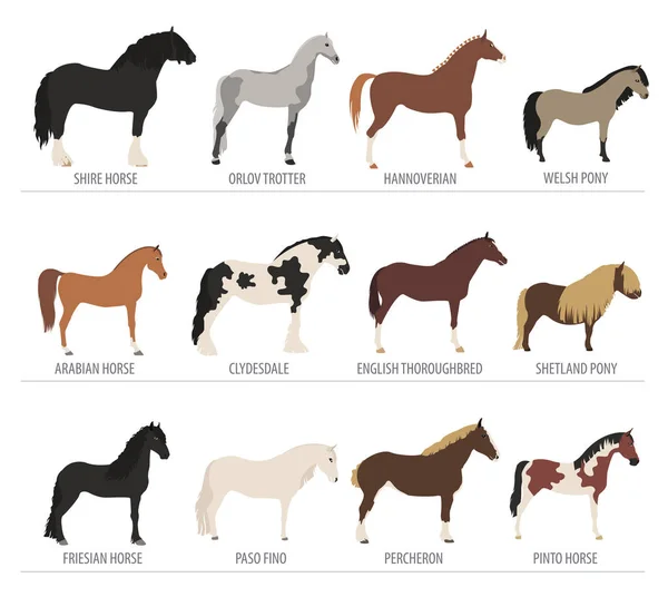 Shetland pony Vector Art Stock Images | Depositphotos Shetland pony Vector Art Stock Images | Depositphotos
