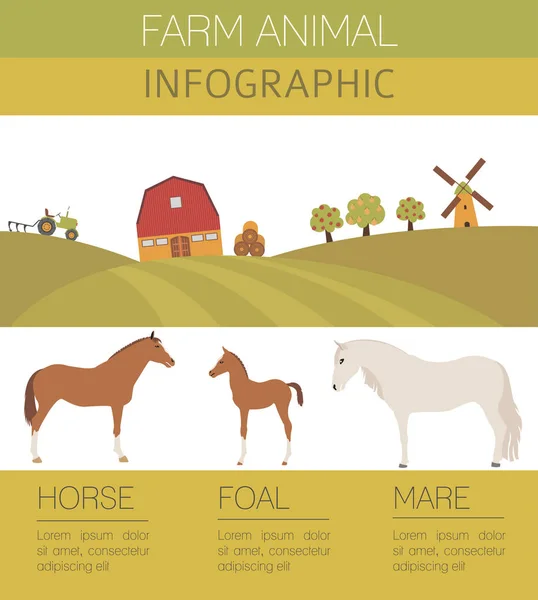 Infografik für die Pferdezucht. Hengst, Stute, Fohlenfamilie. — Stockvektor