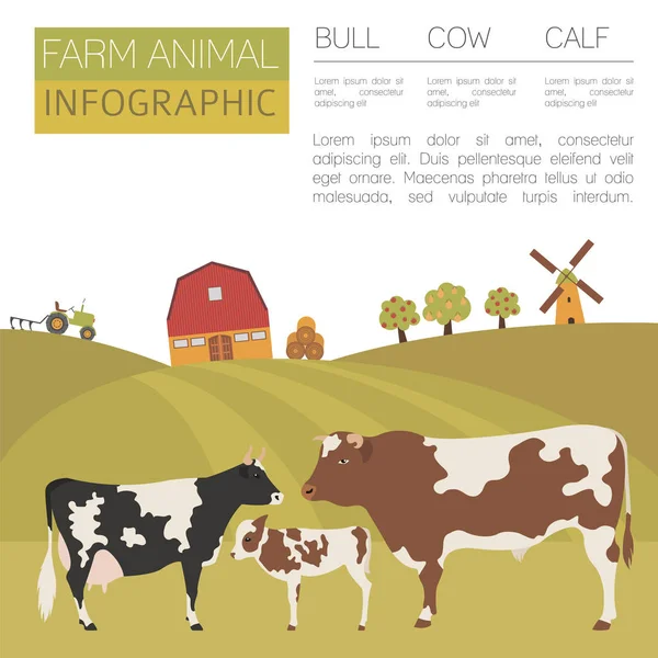 Modelo infográfico de criação de gado. Vaca, touro, família de vitelos. Fla... —  Vetores de Stock