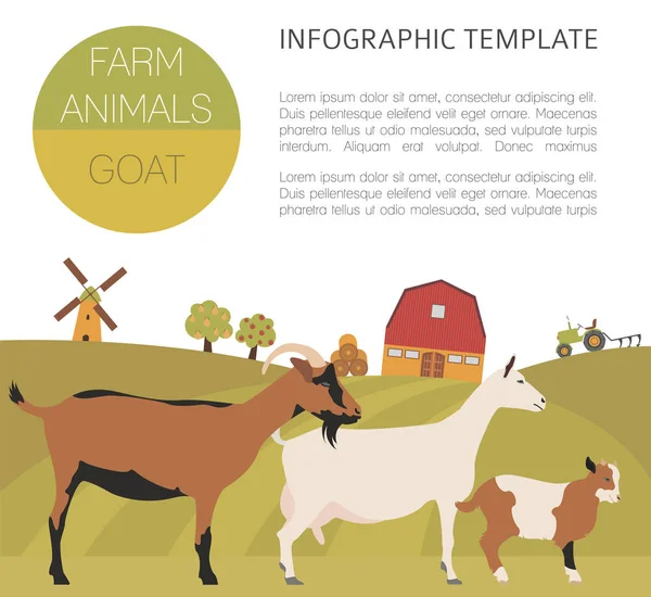 Plantilla infográfica de cría de cabras. Familia Animall. Diseño plano — Archivo Imágenes Vectoriales