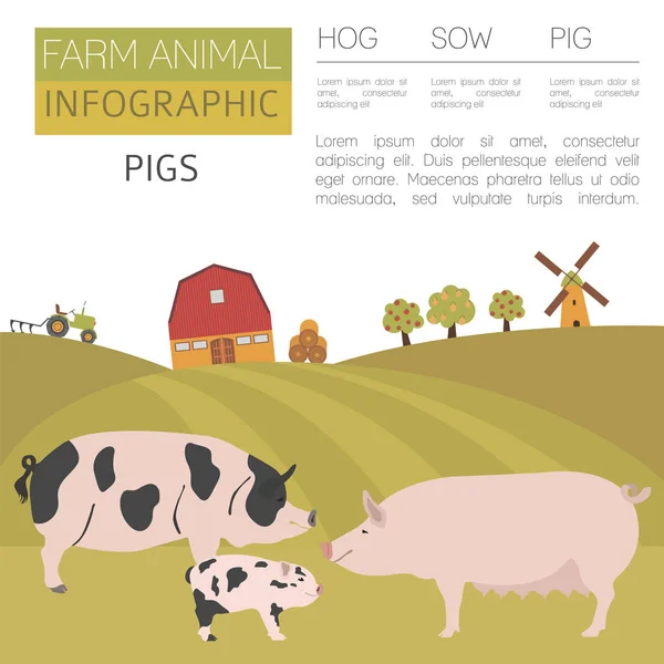 Gris jordbruk infographic mall. Hog, sugga, gris familj. Flat des — Stock vektor