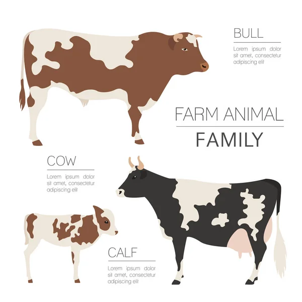 Modelo infográfico de criação de gado. Vaca, touro, família de vitelos. Design plano. Ilustração vetorial — Vetor de Stock