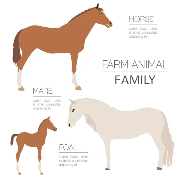 Häst jordbruk infographic mall. Hingst, sto, föl familj. — Stock vektor