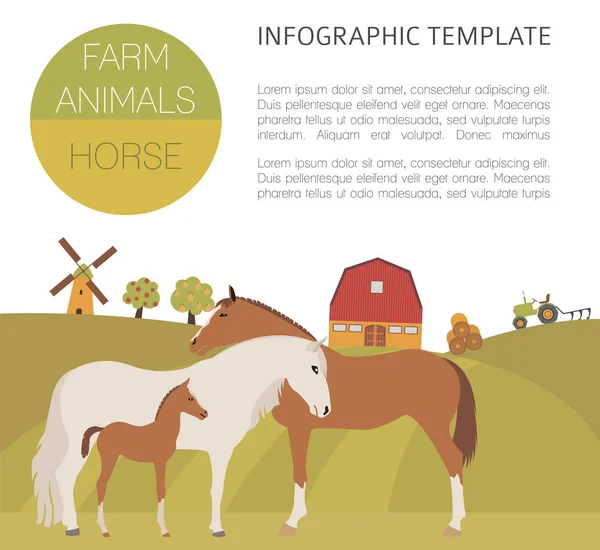 Horse farming infographic template. Stallion, mare, foal family. — Stock Vector