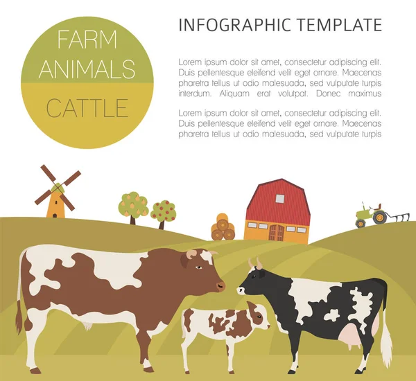 Modelo infográfico de criação de gado. Vaca, touro, família de vitelos. Fla... — Vetor de Stock