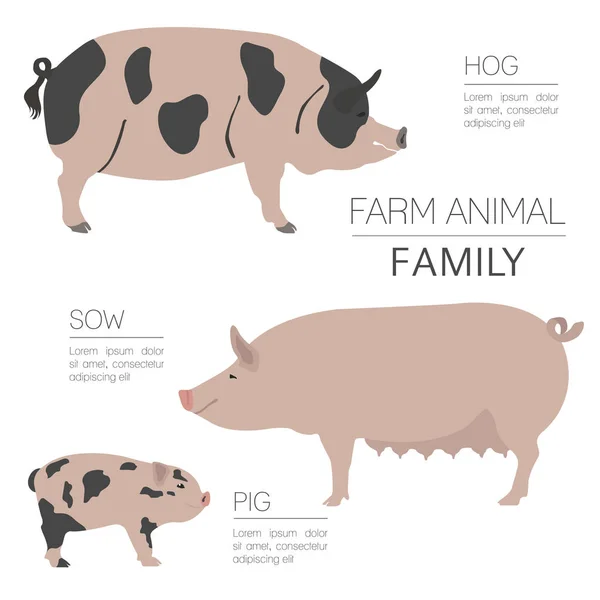 Plantilla de infografía porcina. Cerda, cerda, familia de cerdos. Piso des — Vector de stock