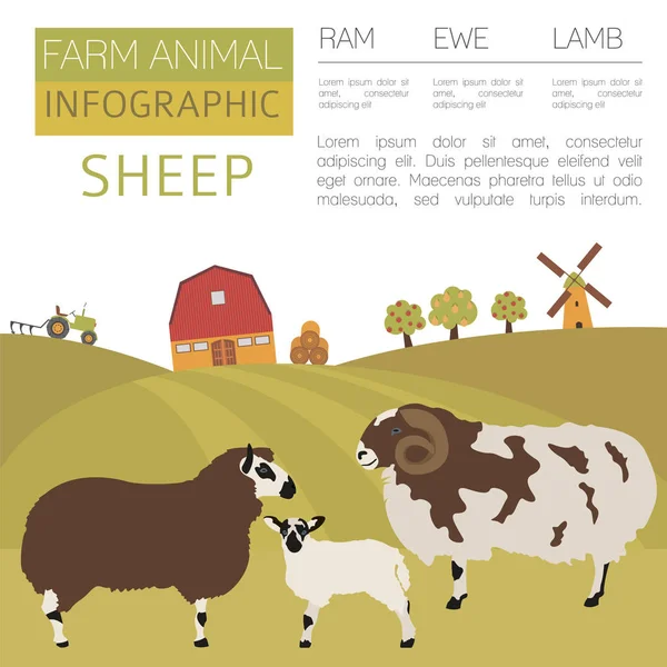 Plantilla infográfica de cría de ovejas. Ram, oveja, familia de corderos. Plano — Vector de stock