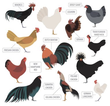 Poultry farming. Chicken breeds icon set. Flat design clipart