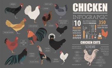 Kümes hayvanları tarım Infographic şablonu. Damızlık tavuk. Düz des
