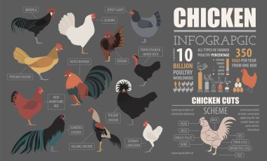 Poultry farming infographic template. Chicken breeding. Flat des clipart