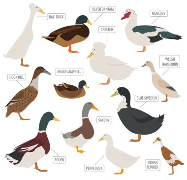 Tavukçuluk. Ördek Icon set doğurur. Düz tasarım