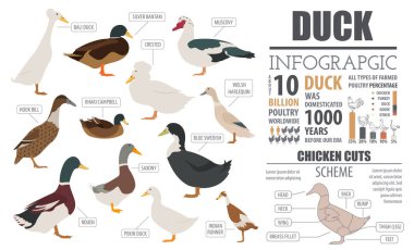 Kümes hayvanları tarım Infographic şablonu. Ördek yetiştiriciliği. Düz tasarım