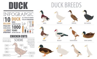 Kümes hayvanları tarım Infographic şablonu. Ördek yetiştiriciliği. Düz tasarım