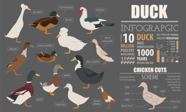 Kümes hayvanları tarım Infographic şablonu. Ördek yetiştiriciliği. Düz tasarım