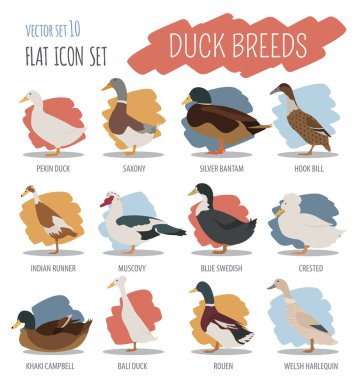 Tavukçuluk. Ördek Icon set doğurur. Düz tasarım