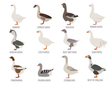 Poultry farming. Goose breeds icon set. Flat design clipart