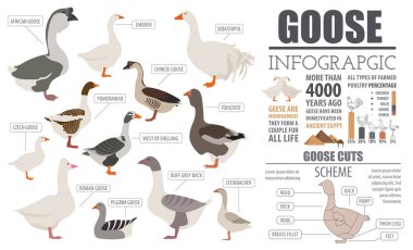 Kümes hayvanları tarım Infographic şablonu. Kaz yetiştiriciliği. Düz desig