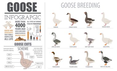 Kümes hayvanları tarım Infographic şablonu. Kaz yetiştiriciliği. Düz desig